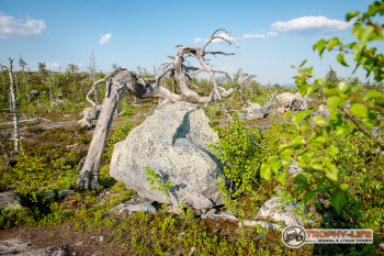 _DSC7439.jpg