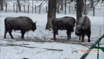Фото Трофи-лайф 4х4 покатушка Приокские Зубры 24.02.23 - 124.jpg