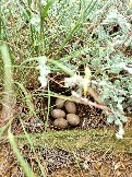 Трофи-лайф Экспедиция Казахстан Май 2024 (149).jpg