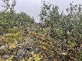 IMG_9341.jpeg