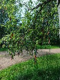 IMG_20260613_135906_242.jpg