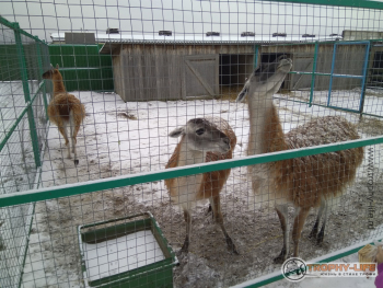 Фото Трофи-лайф 4х4 экспедиция Муром-ГусьХрустальный 4-7.01.18 -119.jpg