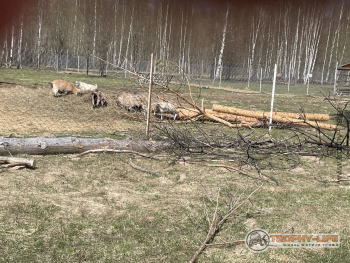 Фото Трофи-лайф 4х4 покатушкаэкспедиция Тверской Край 1-2.05.22 - 197.JPG