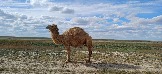 Трофи-лайф Экспедиция Казахстан Май 2024 (5).jpg