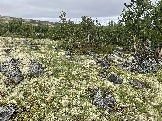 IMG_9343.jpeg