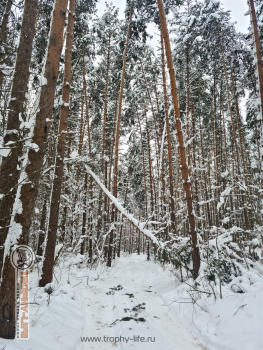 Фото Трофи-лайф 4х4 покатушка Мещерские Скитания 04.01.22 - 134.jpg
