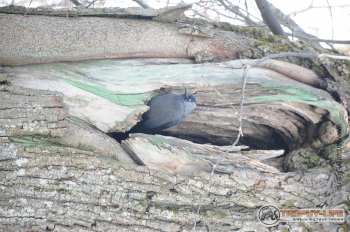 Фото Трофи-лайф 4х4 экспедиция Бородино - Гагарин 21-23.02.15 -51.JPG