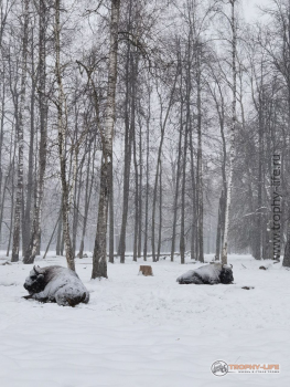Фото Трофи-лайф 4х4 покатушка Приокские Зубры 24.02.23 - 116.jpg