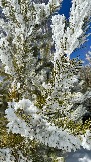IMG_8485.jpg