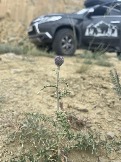 Трофи-лайф Экспедиция Казахстан Май 2024 (82).jpg