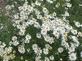 IMG_9375.jpeg