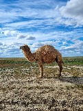 Трофи-лайф Экспедиция Казахстан Май 2024 (9).jpg