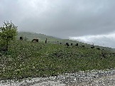 IMG_8464.JPEG