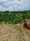IMG_20260612_132904_104.jpg