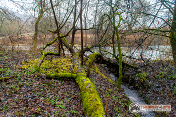 _MG_8356.jpg