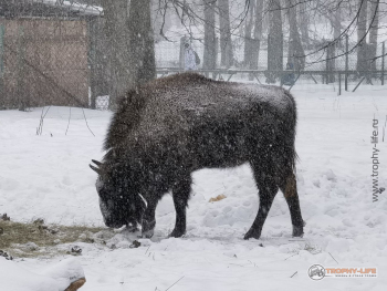 Фото Трофи-лайф 4х4 покатушка Приокские Зубры 24.02.23 - 114.jpg
