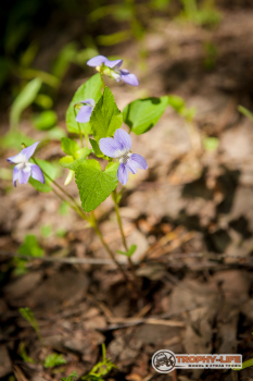_MG_2227.jpg