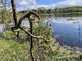 Фото Трофи-лайф 4х4 покатушка Мещерские Озёра 6-9.05.23 - 217.JPG