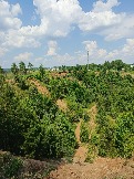 IMG_20260612_133014_211.jpg