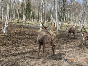 Фото Трофи-лайф 4х4 покатушкаэкспедиция Тверской Край 1-2.05.22 - 207.JPG
