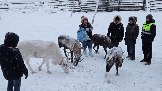 20251203_115058 олени.jpg