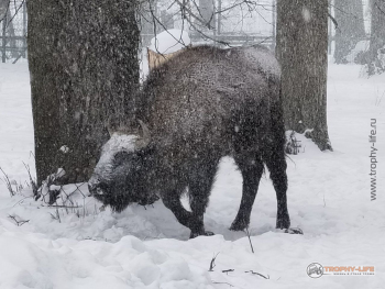 Фото Трофи-лайф 4х4 покатушка Приокские Зубры 24.02.23 - 115.jpg