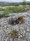 IMG_9345.jpeg