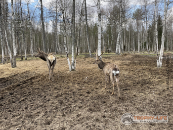 Фото Трофи-лайф 4х4 покатушкаэкспедиция Тверской Край 1-2.05.22 - 212.JPG