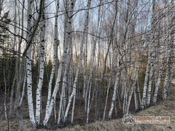 Фото Трофи-лайф 4х4 покатушка Кудыкина Гора 23.04.22 - 154.JPG