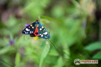 _MG_5468.jpg