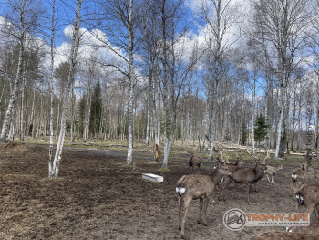 Фото Трофи-лайф 4х4 покатушкаэкспедиция Тверской Край 1-2.05.22 - 206.JPG