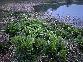 IMG_8578.JPEG