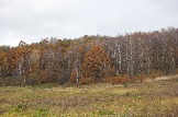 IMG_8935.jpeg