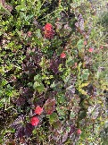 IMG_9315.jpeg