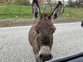 IMG_8440.JPEG