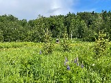IMG_8781.JPG