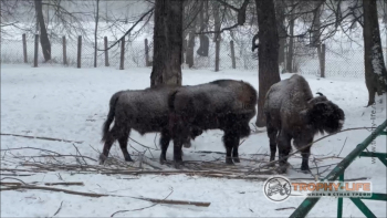 Фото Трофи-лайф 4х4 покатушка Приокские Зубры 24.02.23 - 125.jpg