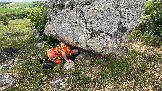 IMG_1225.jpg