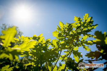 _MG_2087.jpg