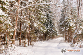 Можайские тропы by Кирилл Дубовской (19 из 303).jpg