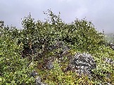 IMG_9337.jpeg