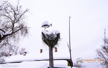 Фото Трофи-лайф 4х4 покатушка Мещерские Скитания 04.01.22 - 178.jpg