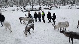 20251203_115042 олени.jpg