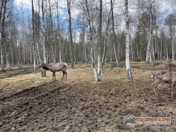 Фото Трофи-лайф 4х4 покатушкаэкспедиция Тверской Край 1-2.05.22 - 213.JPG