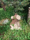 IMG_20260613_140625_749.jpg